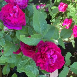 Rosa Rose de rescht c5 Höstdamaescenaros