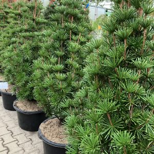 Scadiopitys verticilliata Sternschuppe 30-40 Solfjäderstall