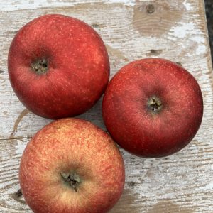 Malus dom. Johannes röd Höst. A2 2 års träd