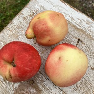 Malus dom. Åkerö akval. A2 2 års