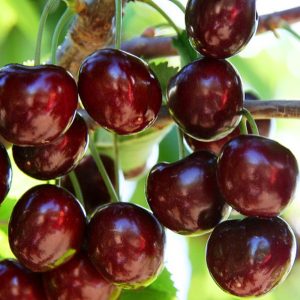 Prunus avium Iput stam gisela5 2 års träd