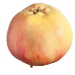 Malus dom. Rött Smultronäpple cac. A2