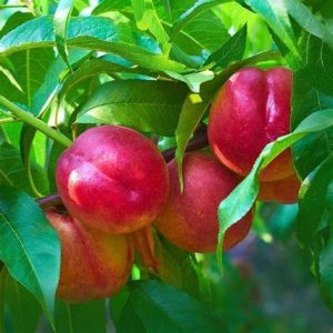 Prunus nuci. Nectared 125-150 c10 Nektarin