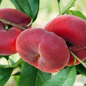 Prunus per. Fruit me Peach me Donut 125-150 c10 Donutpersika