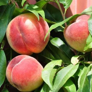 Prunus per. Riga Persika spö c5