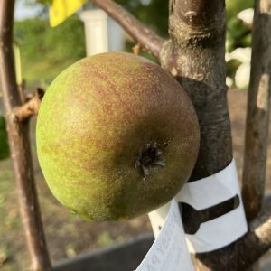 Ympris päron Ängsbypäron