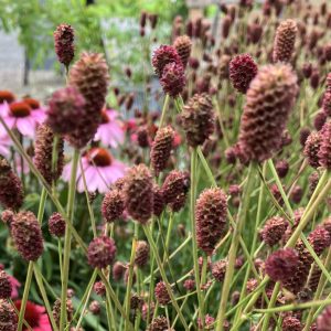 Sanguisorba officinalis Tanna p9 Blodtopp