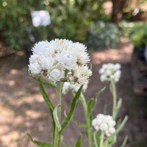 Anaphalis margaritacea p9 Pärleternell