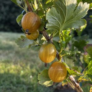 Ribes grossularia Dagmar E c5 Krusbär
