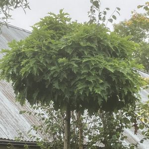 Quercus rubra Haaren stam 220 Klotrödek