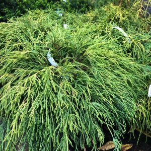 Chamaecyparis pisterna Filifera Nana c4 Trådcypress