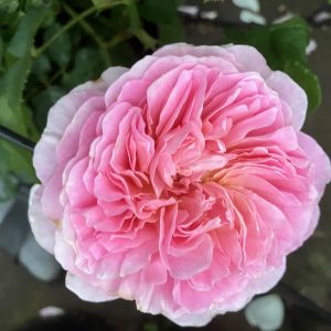 Rosa Eustacia Vye C5 Austinros