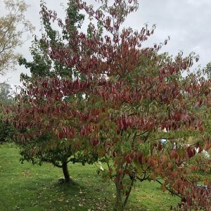 Cornus alternifolia 175-200 co Kranskornell