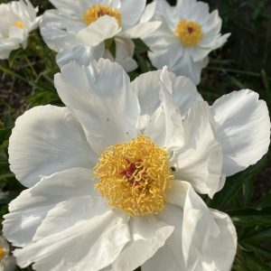 Paeonia White Wings. C2,5 Luktpion
