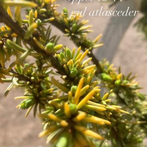 Cedrus atlantica Aurea 175-200
