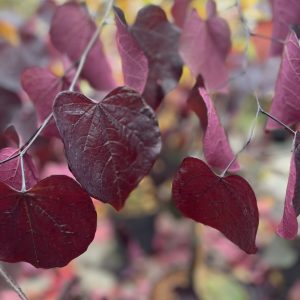 Cercis canadensis Merlot busk c10 Amerikanskt Judasträd