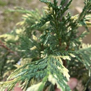 Chamaecyparis nootkatensis Sparkling Arrow 20-25 c5 Nutkacypress