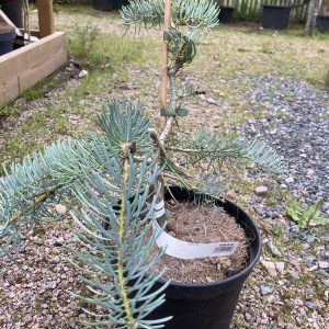 Abies concolor Fagerhult 15-20 c5 Fagerhultgranen