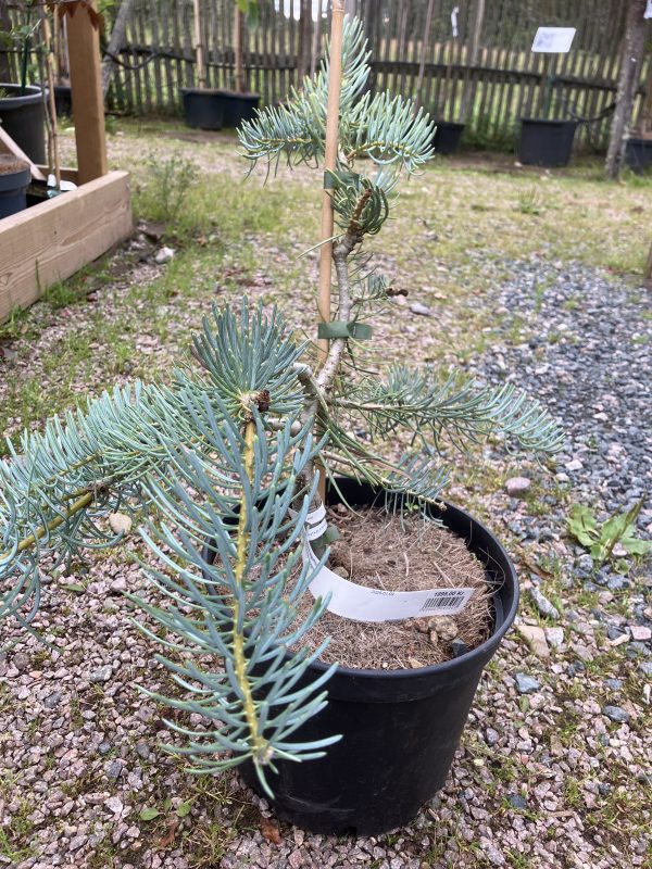 Abies concolor Fagerhult 15-20 c5 Fagerhultgranen