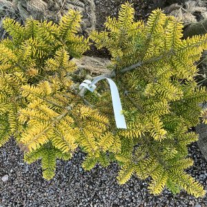 Abies nord. Golden spreader 30-40 co Nordmannsgran