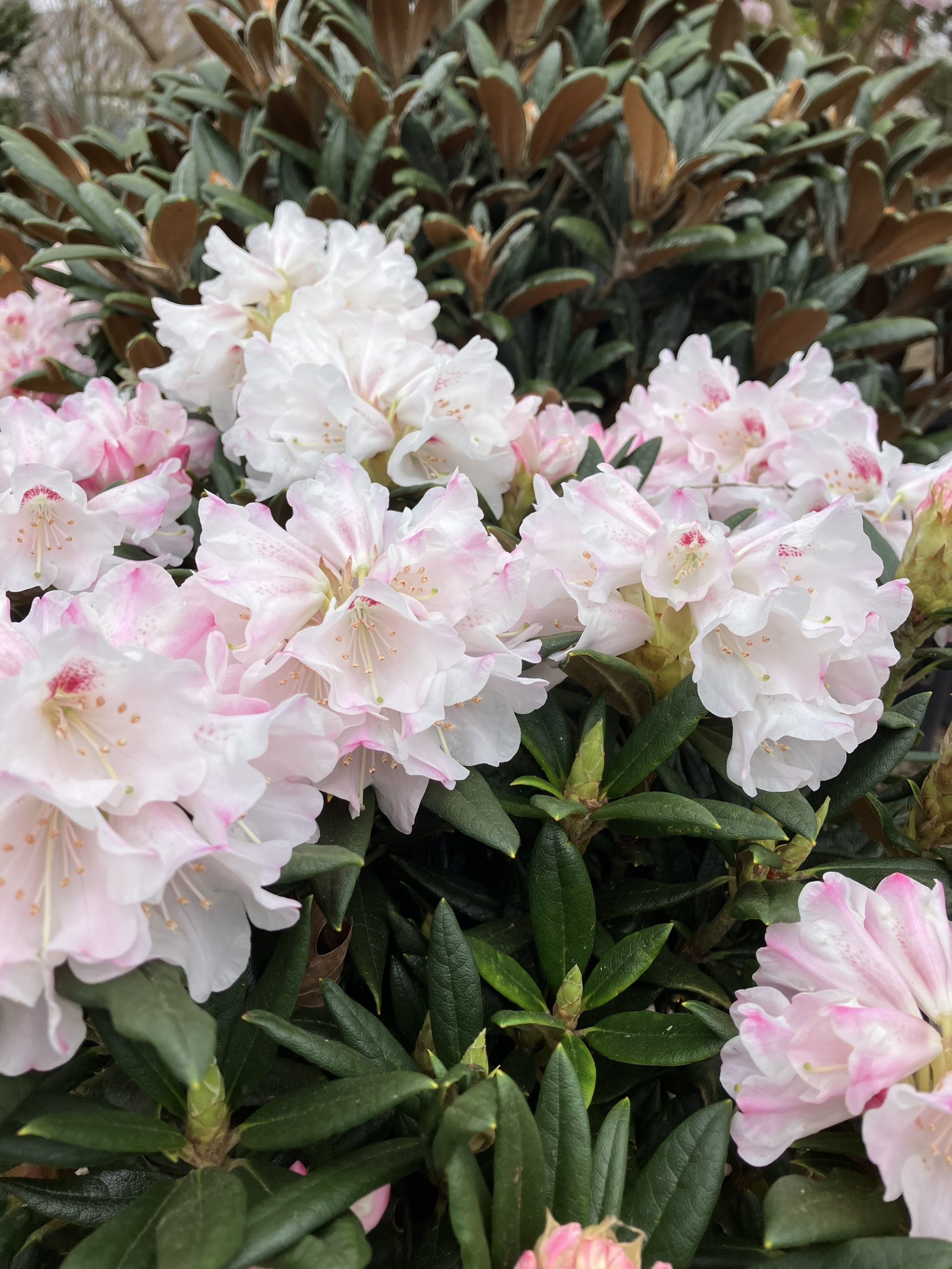 Rhododendron roxieanum Blewbury II 25-30 c3 Tidig Rosenrhododendron -  Spakarps plantskola