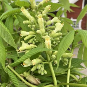 Aesculus flava Vestita 200-250 co Gulblommig Kastanj