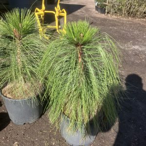 Pinus engelmanii. 30-40 C15 Apachetall