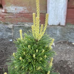 Pinus parviflora Tensu-Kazi 15-20 c2 Silvertall