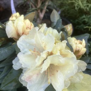 Rhododendron yak.  Centennial gold 25-30 c3