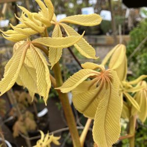 Aesculus Hamptoncourt gold 50-80 c5 Gulbladig Hästkastanj