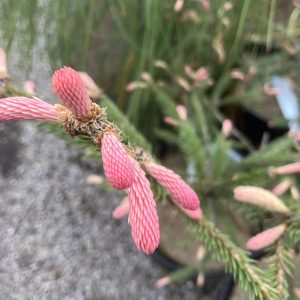 Picea Abies Roseospicata 30-40 c5 Rosenskottsgran