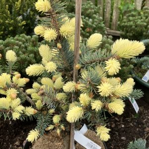 Picea pungens Bialobok 35-45 c5 Blågran
