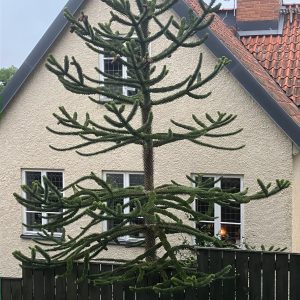 Araucaria araucana 80-100 c15 Brödgran
