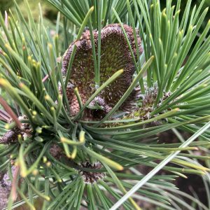 Pinus thunbergii Ogi stam 20. Japansk Svarttall