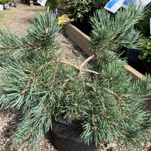 Pinus sylvestris Albyn 30-40 kl Tall Hängande form