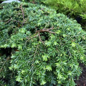 Tsuga canadensis Popelskii 25-30 c5 Dvärghemlock