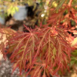 Acer x pseudoboldianum Ice Dragon 80-100 c10 Manchurisk Solfjäderslönn