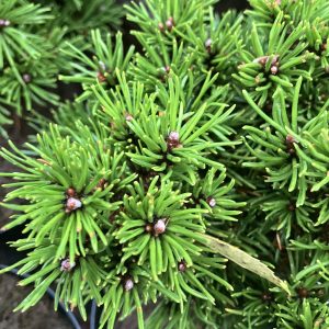 Pinus mugo subsp. Uncinata Jezek 12-15 c2 Trädbergtall