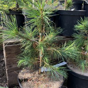 Pinus gerardiana 20-25 c5
