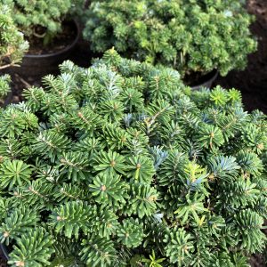 Abies koreana Brilliant 20-25 c5 Dvärgkoreagran