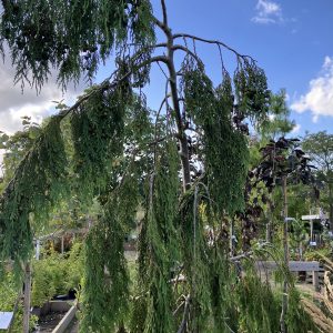 Chamaecyparis nootkatensis Pendula 80-100 co Nutkacypress