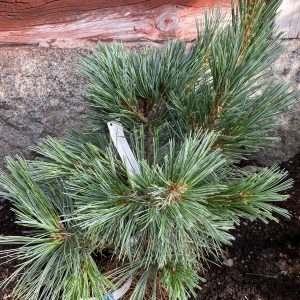 Pinus strobus Macopin 30-40 c7 Weymonttall