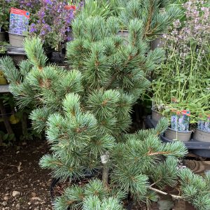 Pinus parvi. Negishii 50-60 c10 Silvertall