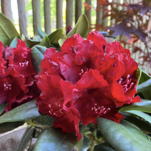 Rhododendron Cherry Kiss 30-40 c5