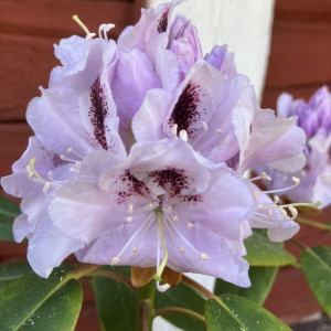 Rhododendron Metallica III 30-40 c5