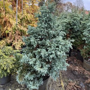 Chamaecyparis pisifera Boulevard  80-100 kl