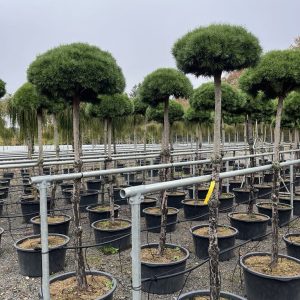 Pinus mugo Benjamin stam 120 Bergtall på stam
