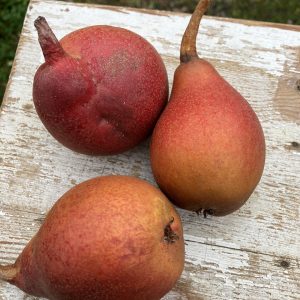 Ympris päron Gränna Rödpäron