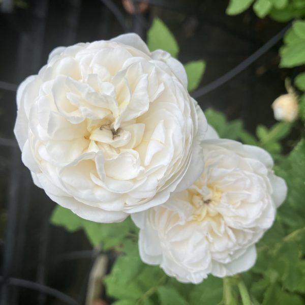 Rosa Alba Armide c5 Albaros