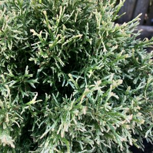 Thuja oc. Miss Frosty c2,5 Bollthuja